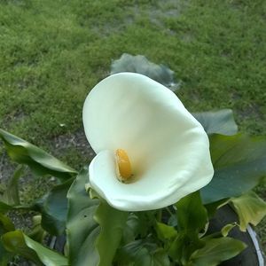 Meet your Posher, Minerva